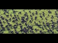 Opener Internationale Grüne Woche 2015