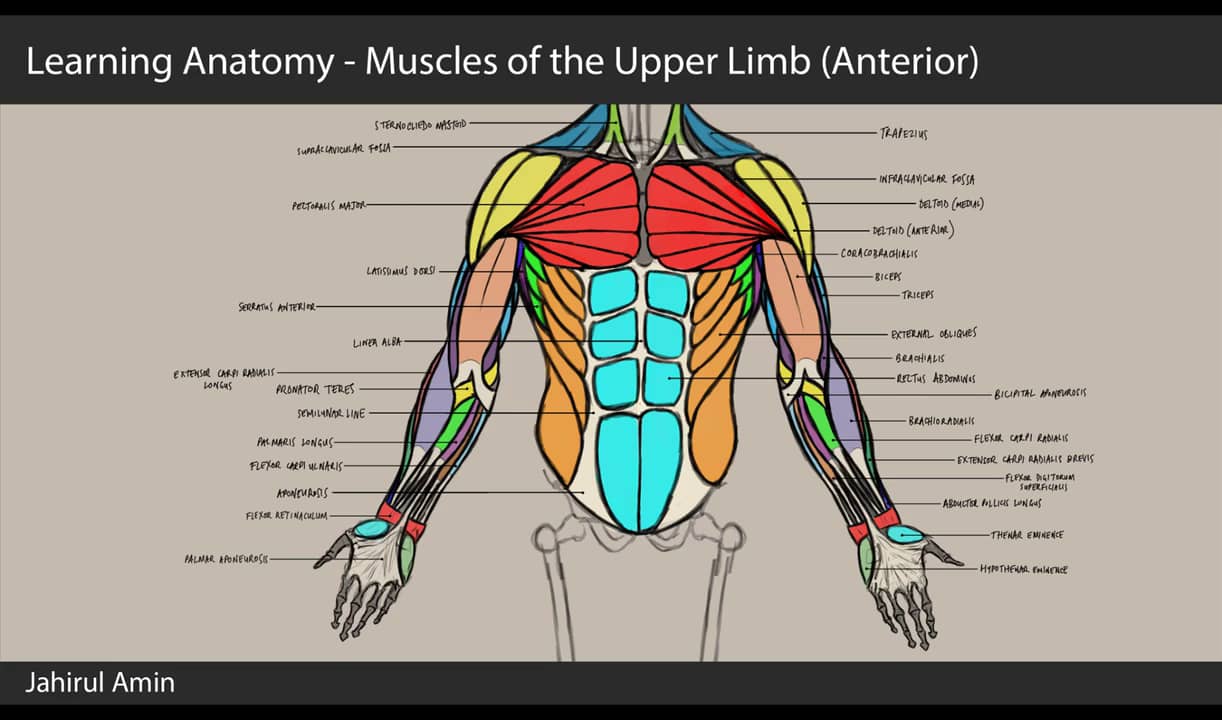 04. Learning Anatomy - Muscles of the Upper Limb (Anterior) on Vimeo