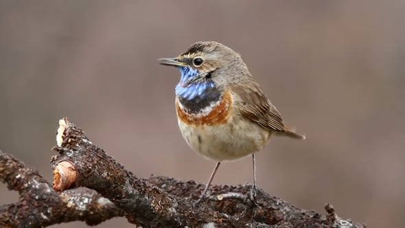 Трёхусый звонарь. Красиво поющие птицы. Говорящая птица. Самая громкая птица одноусый звонарь. Громко говорящая птица.