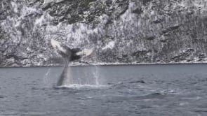Northern Norway: whale watching