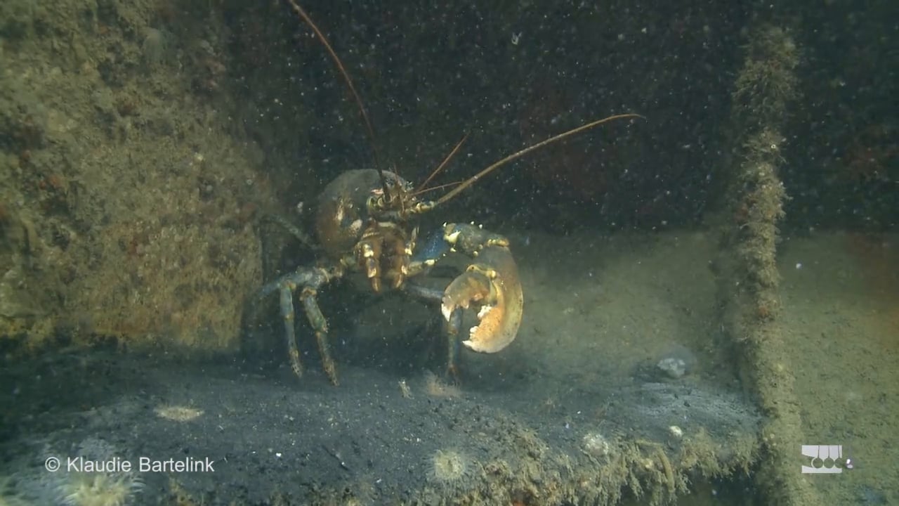 Kreeften lopen met één schaar of zonder scharen on Vimeo