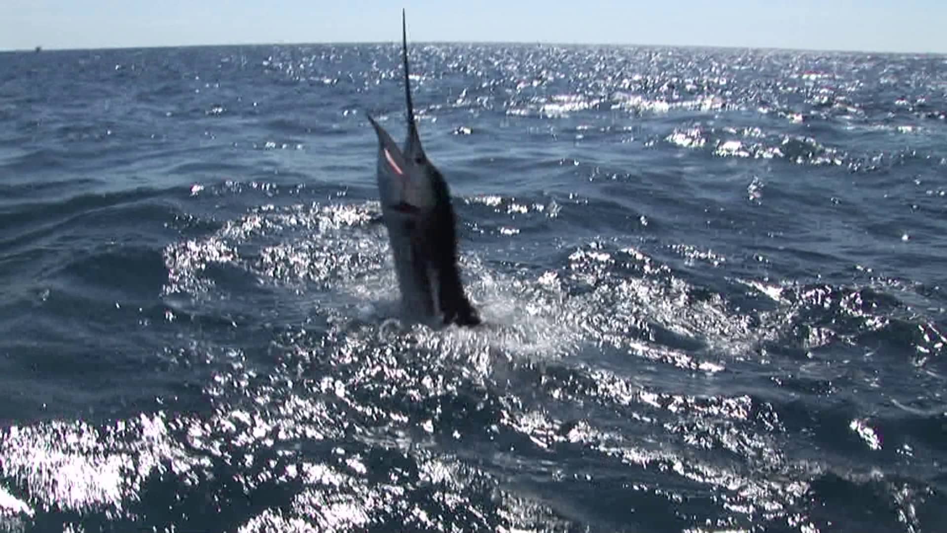 Guy Harvey License Plate 30 Second TV on Vimeo