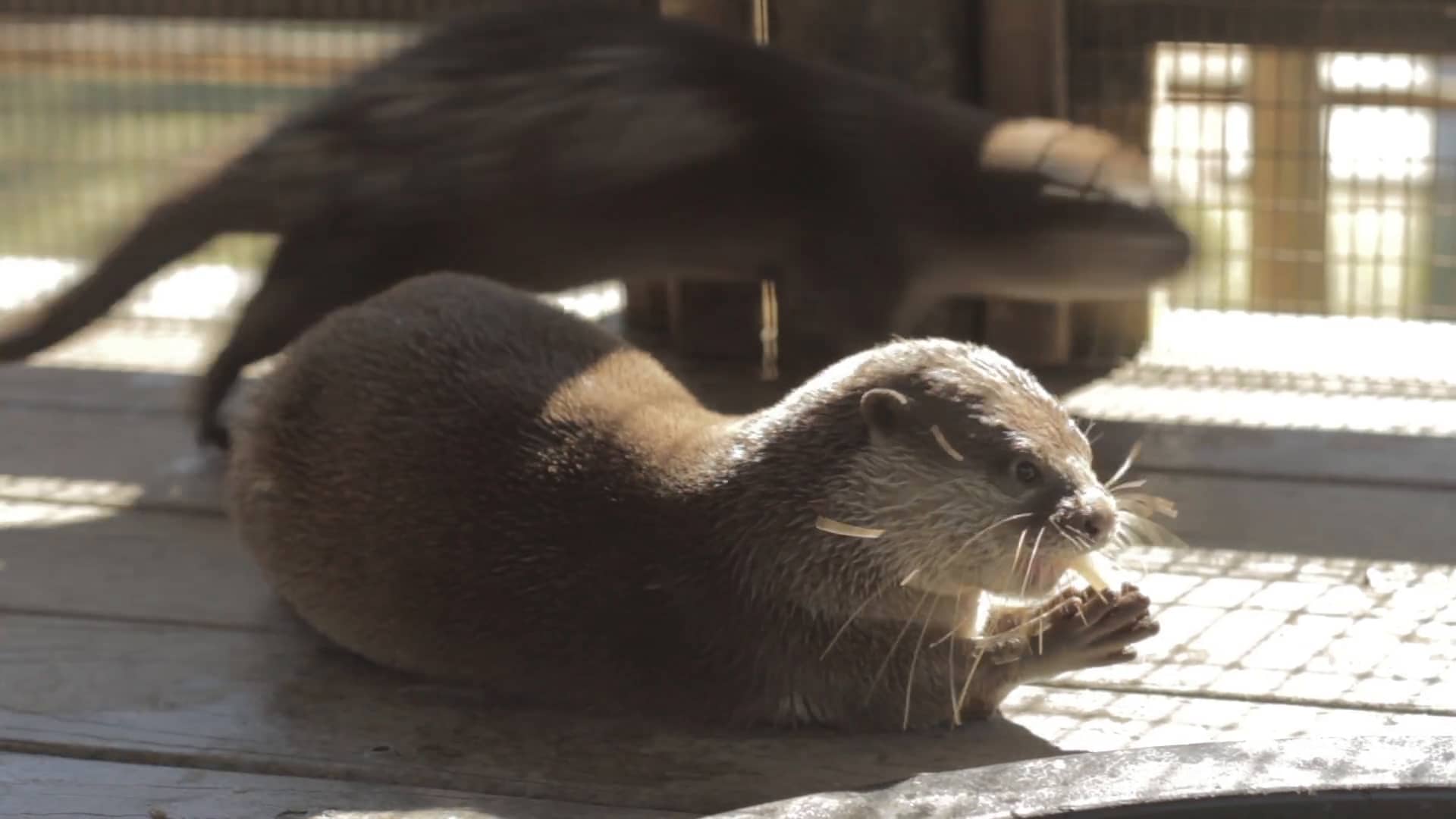 Otter Feeding at Giraffe Ranch (Florida) on Vimeo