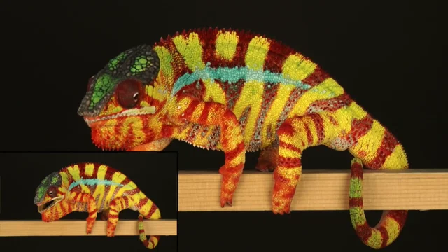 National Geographic's Video of a Chameleon Changing Colors Is Just