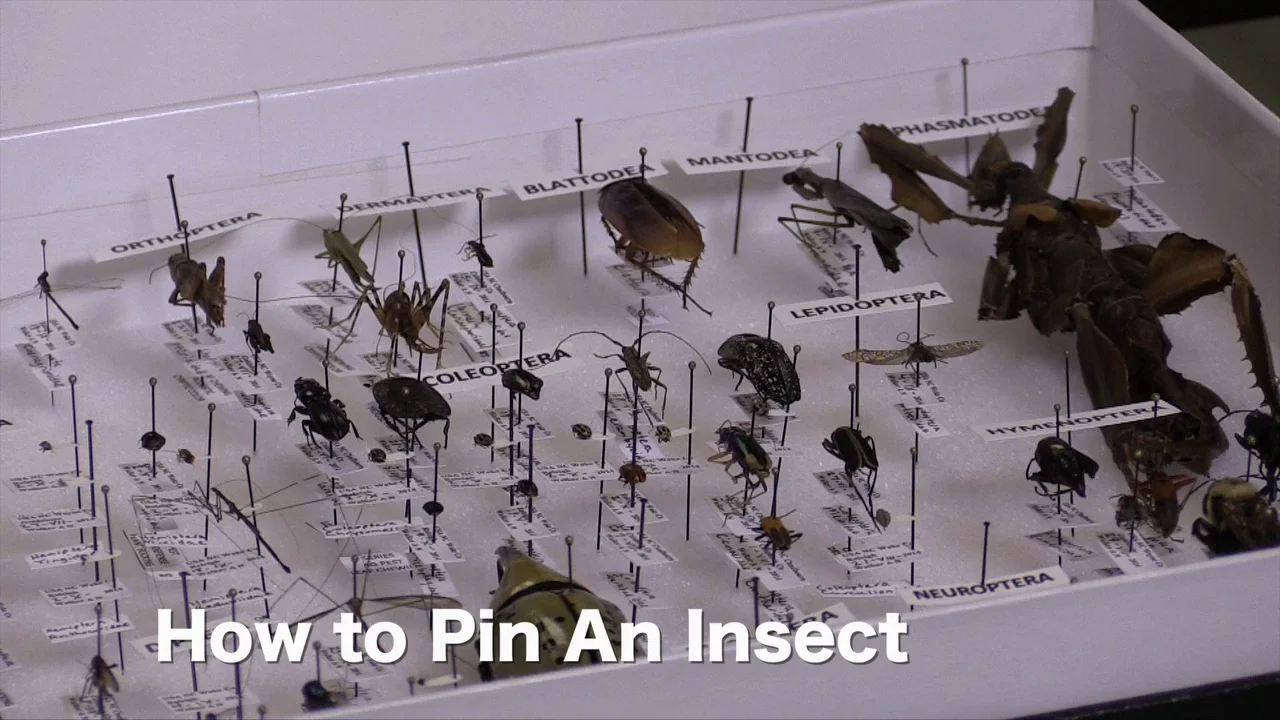 How to Pin an Insect on Vimeo