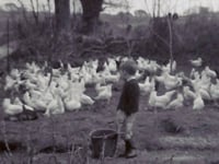 Rex's Story 'From Horses to Tractors' memories of a farmer in St.Martin, Cornwall