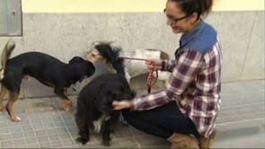 L'associació l'Anxova Peluda, al límit.