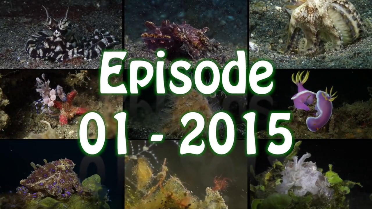 Critters of the Lembeh Strait | Episode 01 - 2015