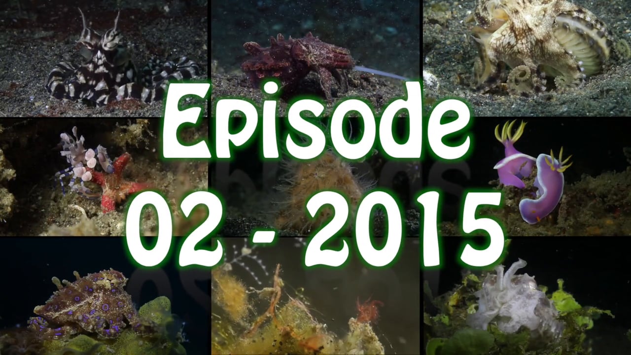 Critters of the Lembeh Strait | Episode 02 - 2015