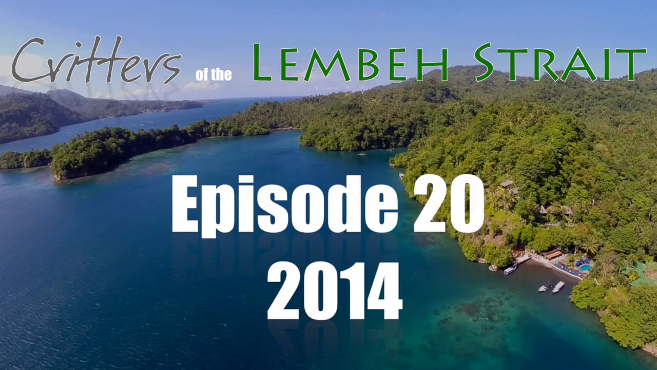 Critters of the Lembeh Strait | Episode 20/2014