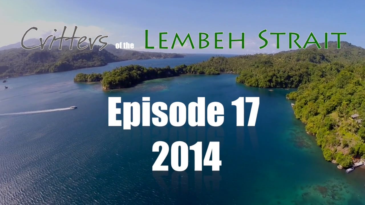 Critters of the Lembeh Strait | Episode 17/2014