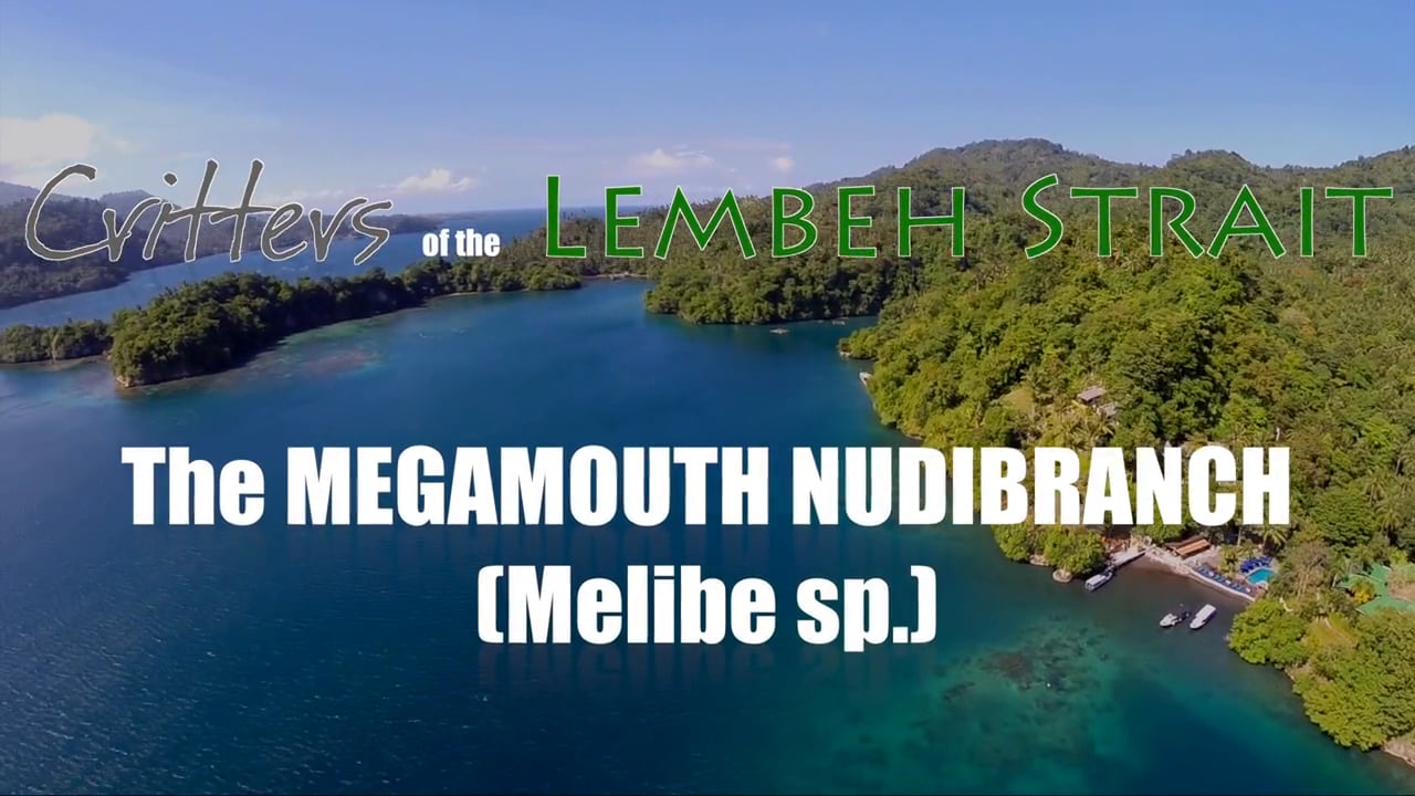 Critters of the Lembeh Strait | The Megamouth Nudibranch (Melibe sp.)