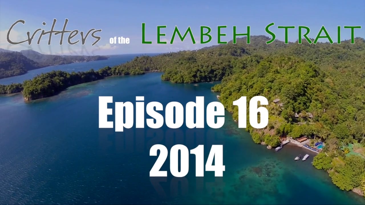 Critters of the Lembeh Strait | Episode 16/2014