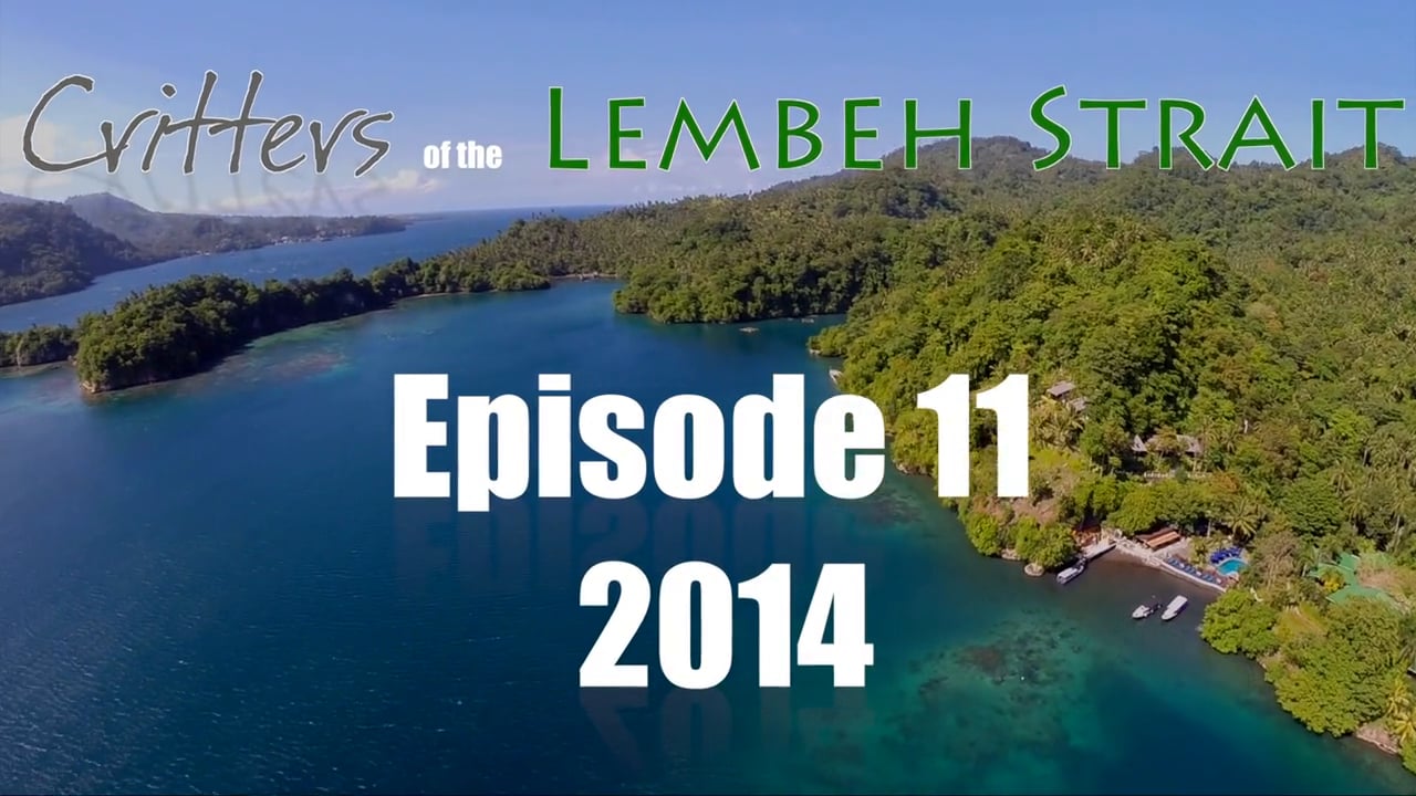 Critters of the Lembeh Strait | Episode 11/2014