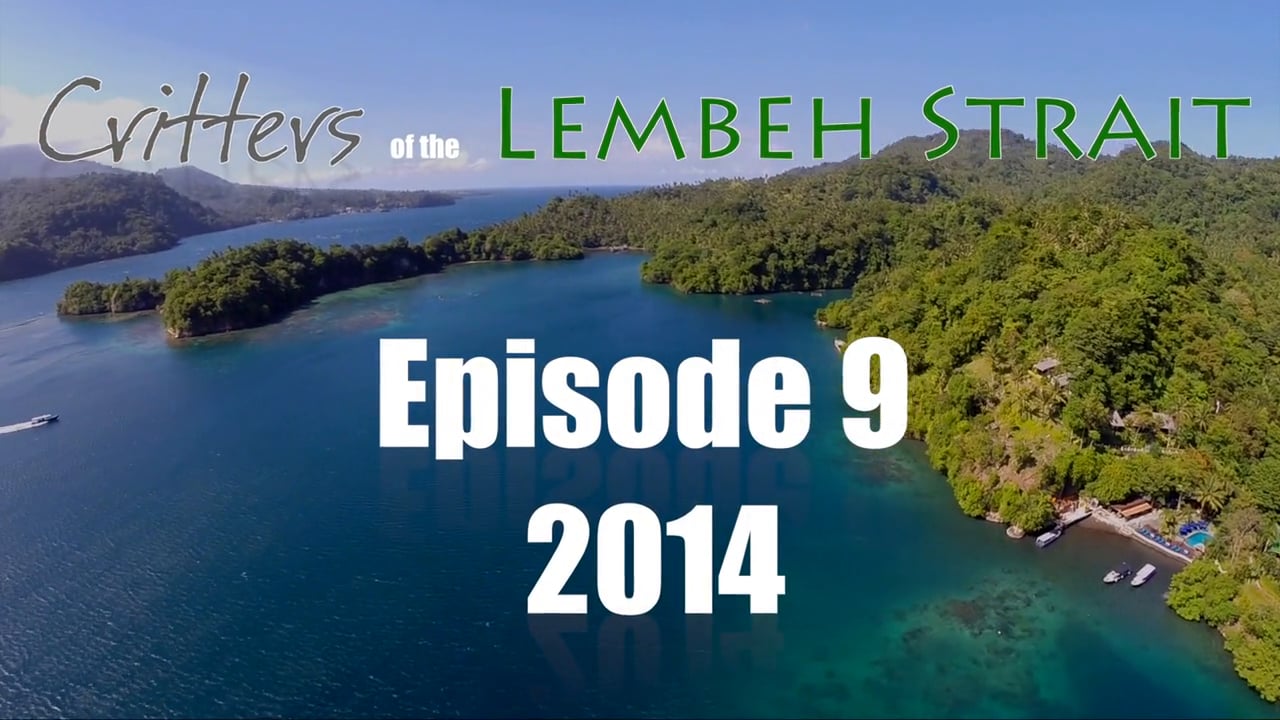 Critters of the Lembeh Strait | Episode 09/2014