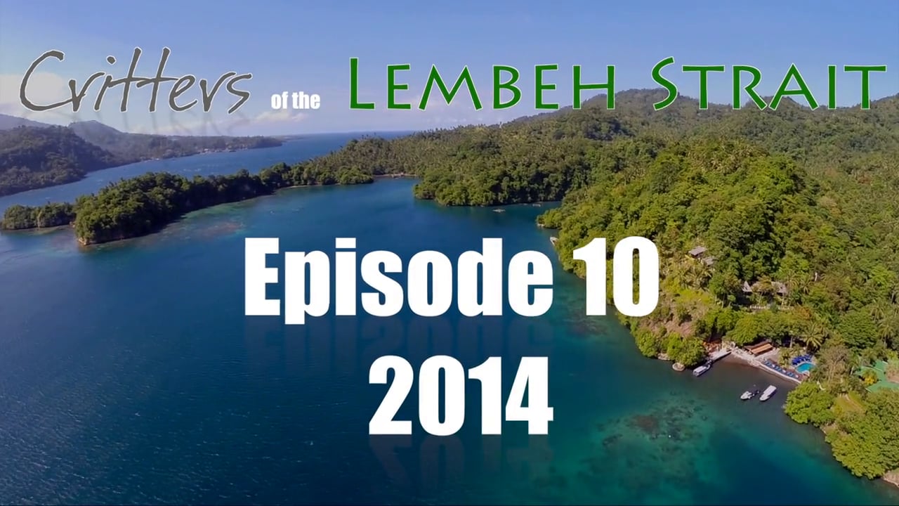 Critters of the Lembeh Strait | Episode 10/2014