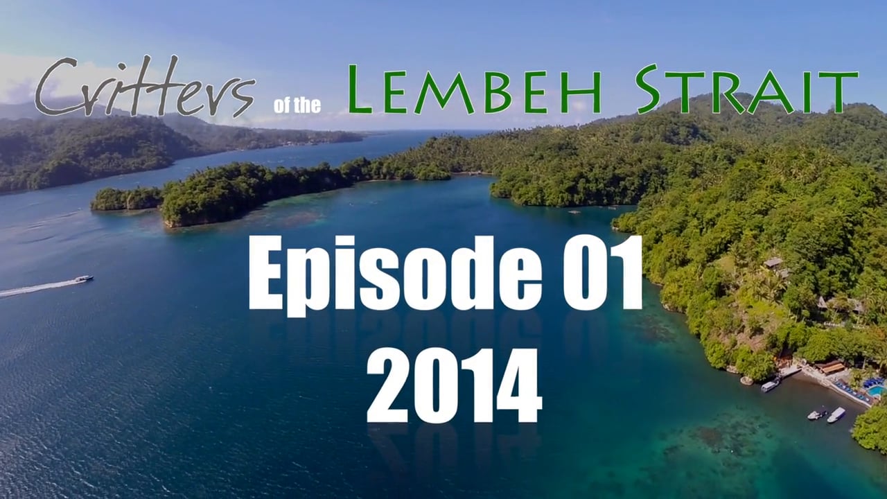 Critters of the Lembeh Strait | Episode 01/2014