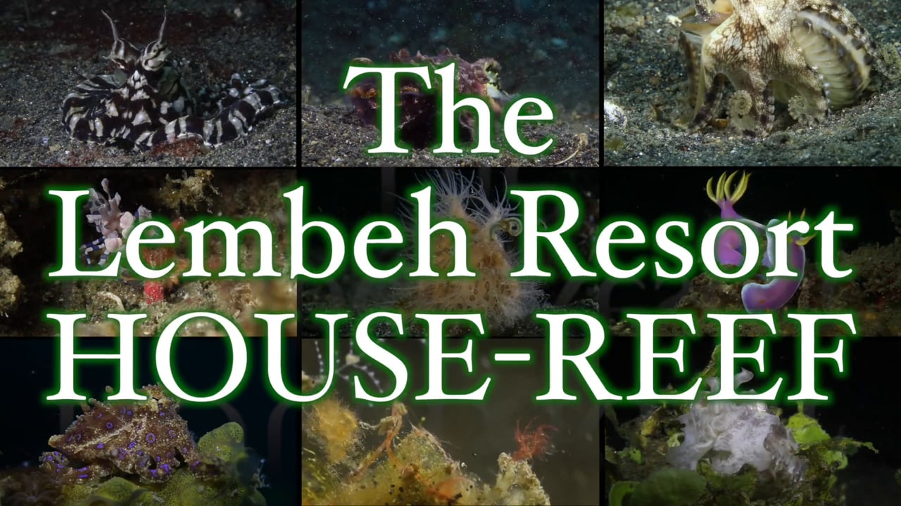 Critters of the Lembeh Strait | Episode 02/2014