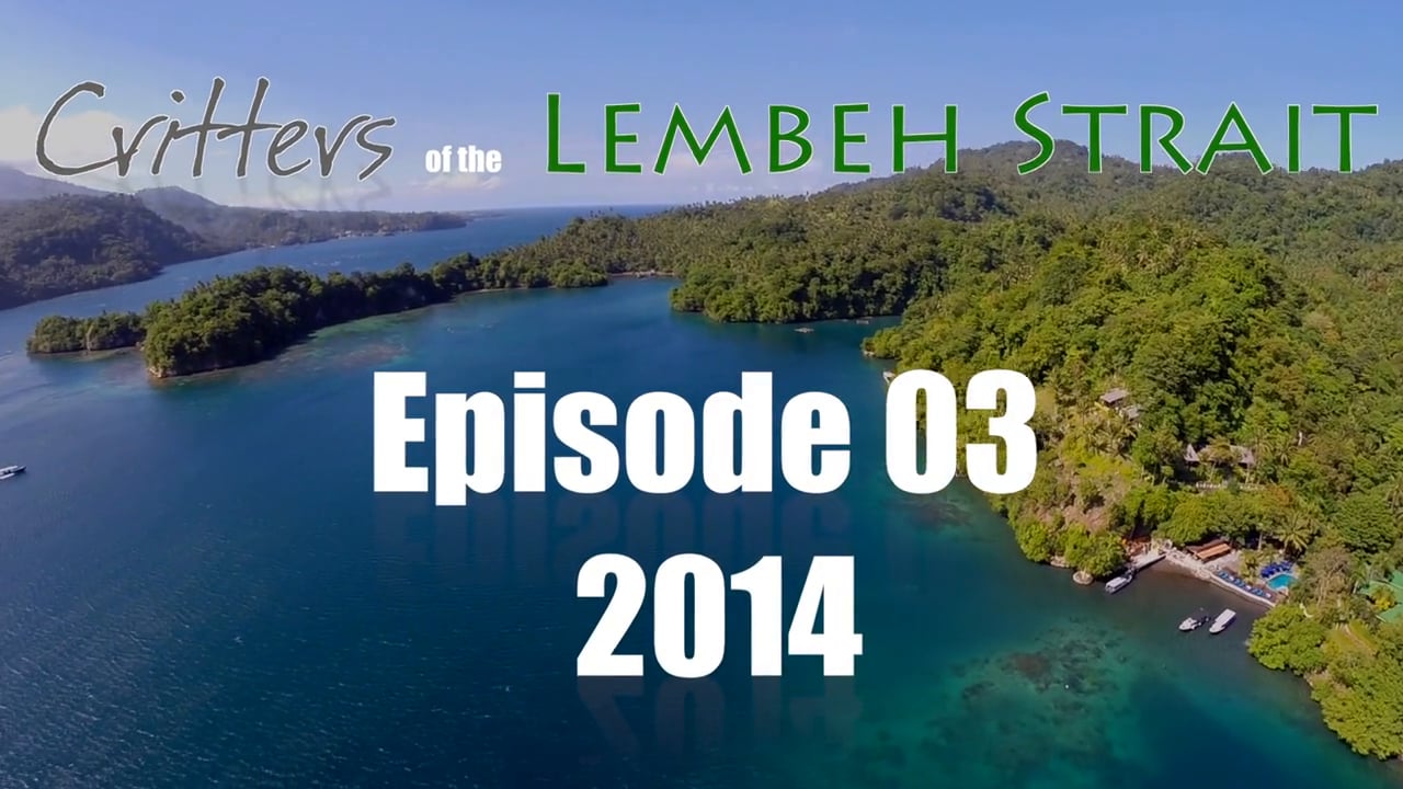Critters of the Lembeh Strait | Episode 03/2014