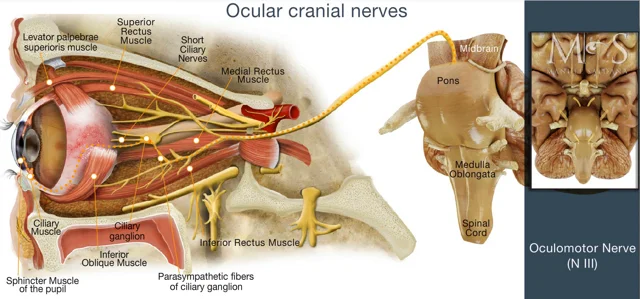 eye socket bone anatomy