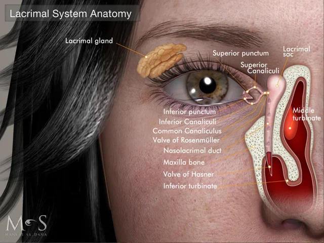 Nasolacrimal Duct Anatomy