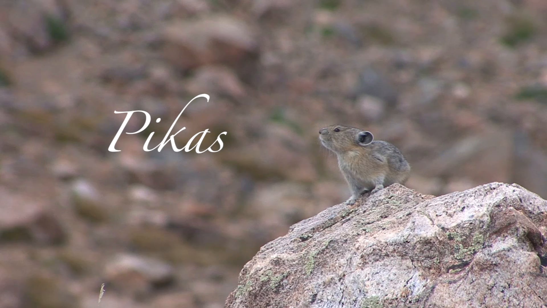 Pikas