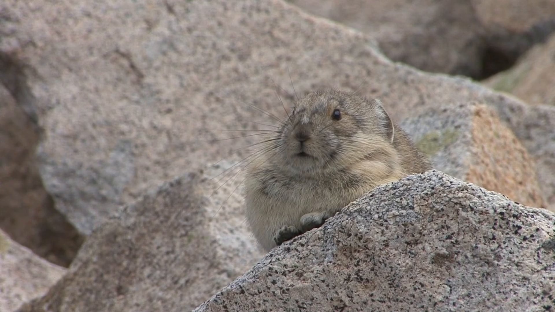 Pika Body Size & Adaptation