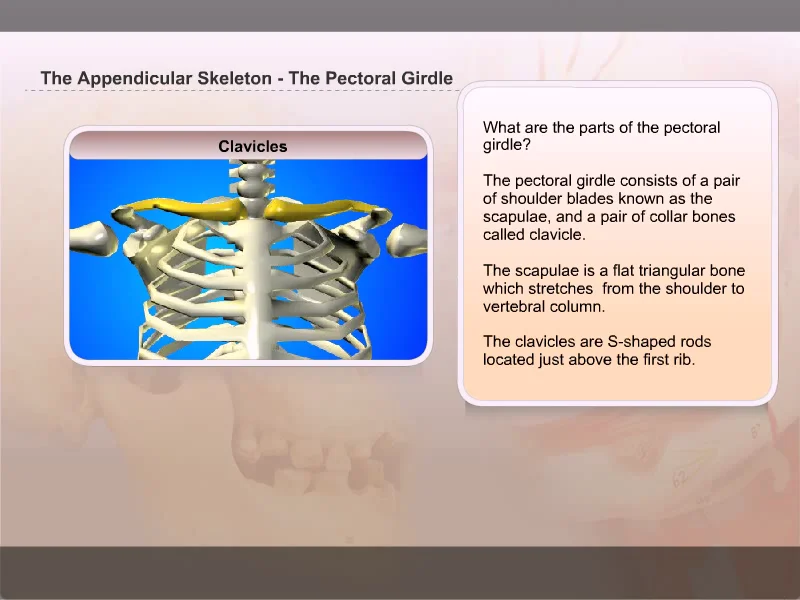 The appendicular skeleton - The Pectoral girdle on Vimeo