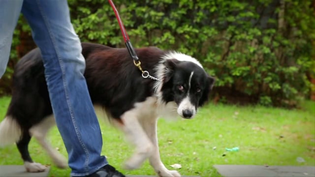 Dia do Veterinário 2014