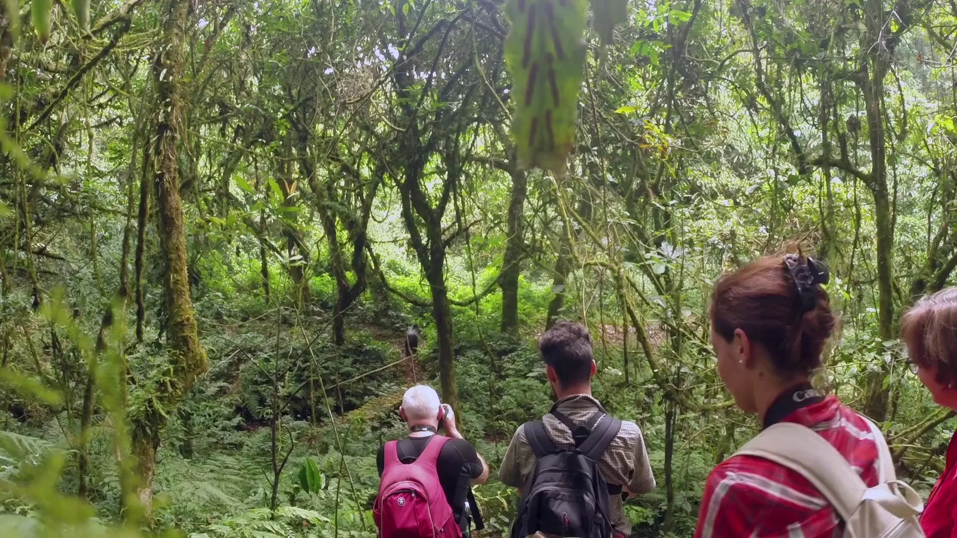 Our 12-Day Pearl of Africa Safari Video, image size:1920x1080