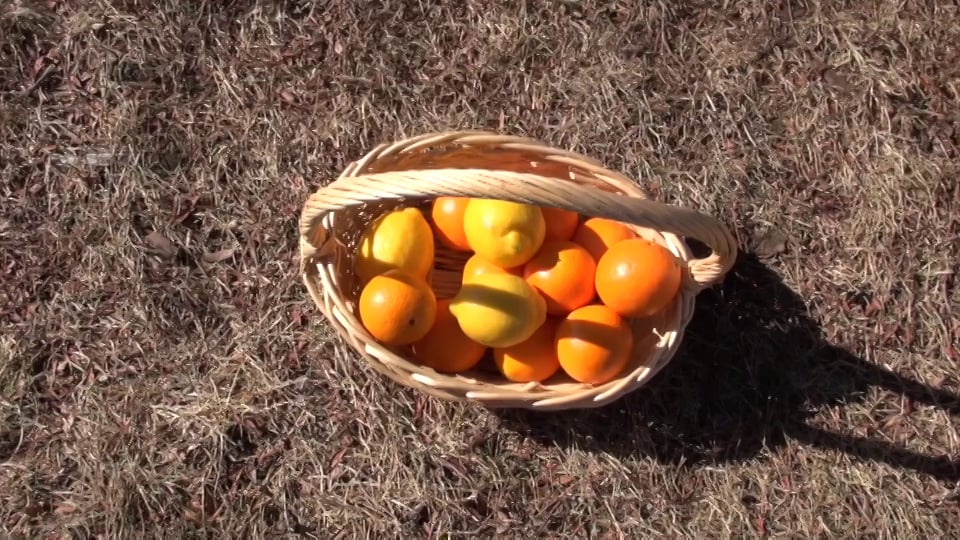 Oranges and lemons on Vimeo