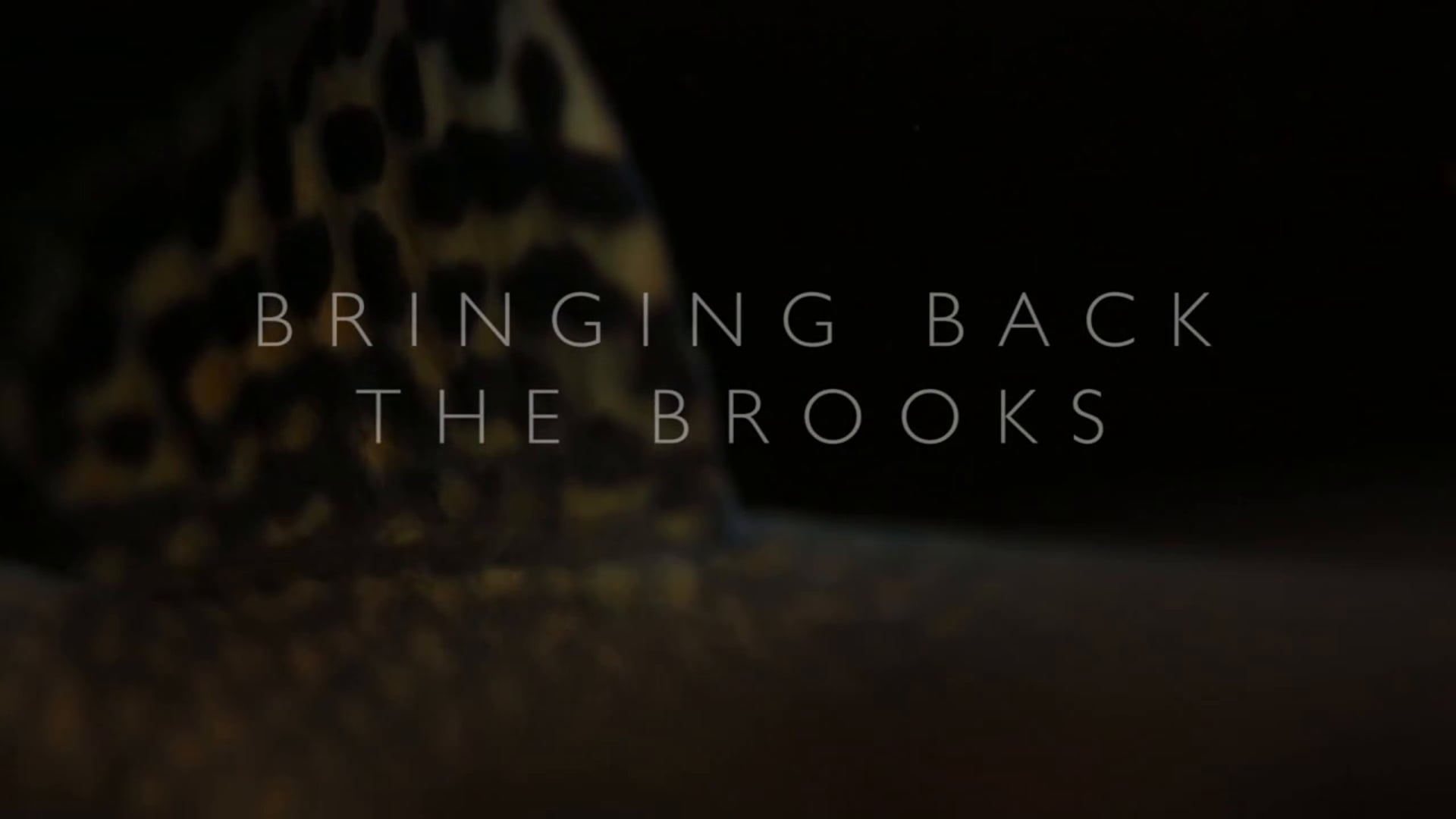 Bringing Back the Brooks - A Revival of the South's Trout