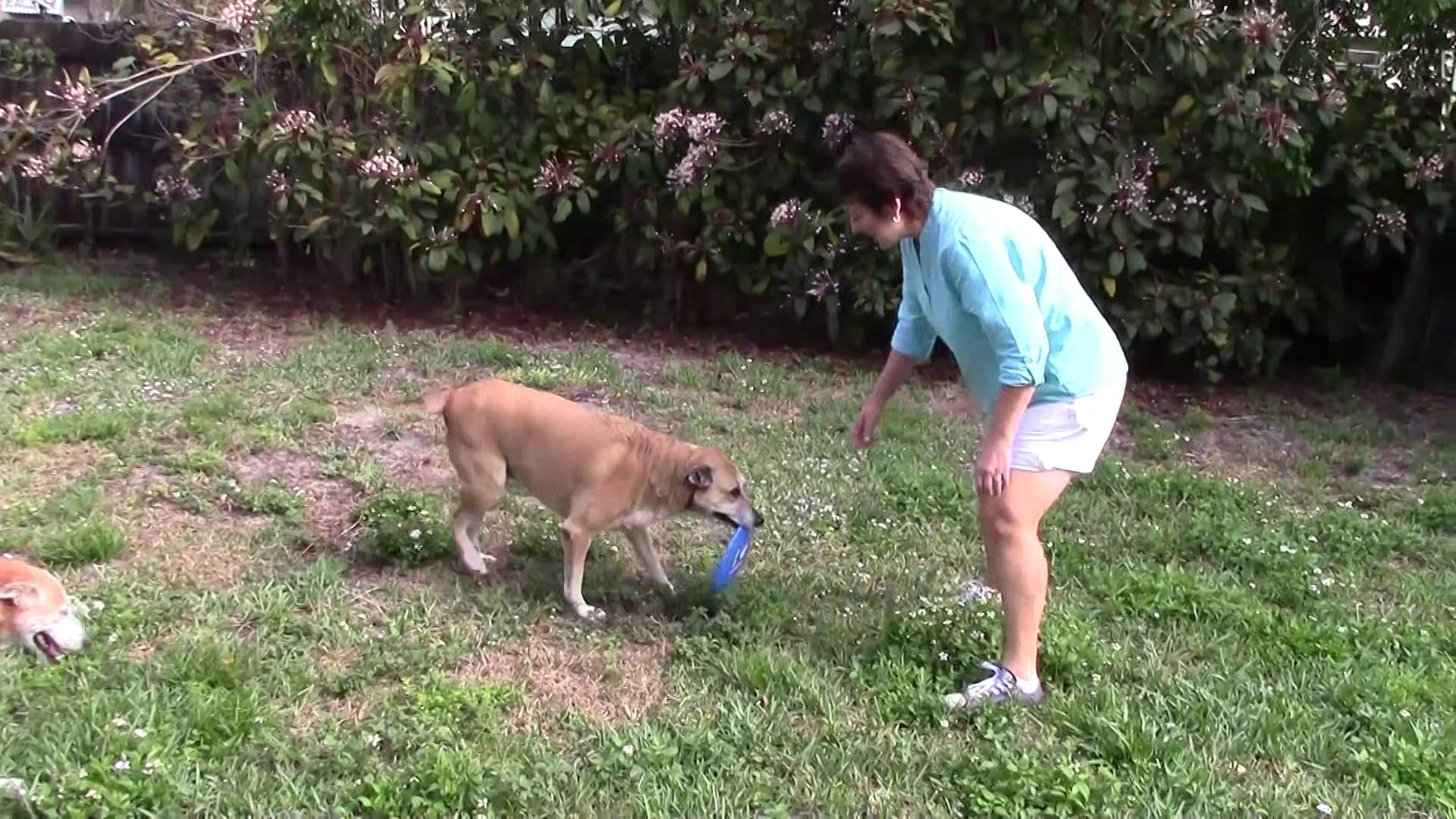 Andrya s Animal House Video Hollywood FL United States Pets On Vimeo