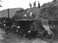 Michael Blee's Story- Harvesting in 1900- Threshing Days