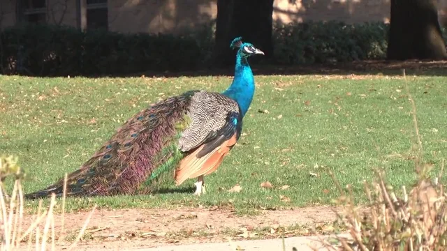 File:Ghi, pettingzoo (escaped peacock meets school pecock!)5.jpg