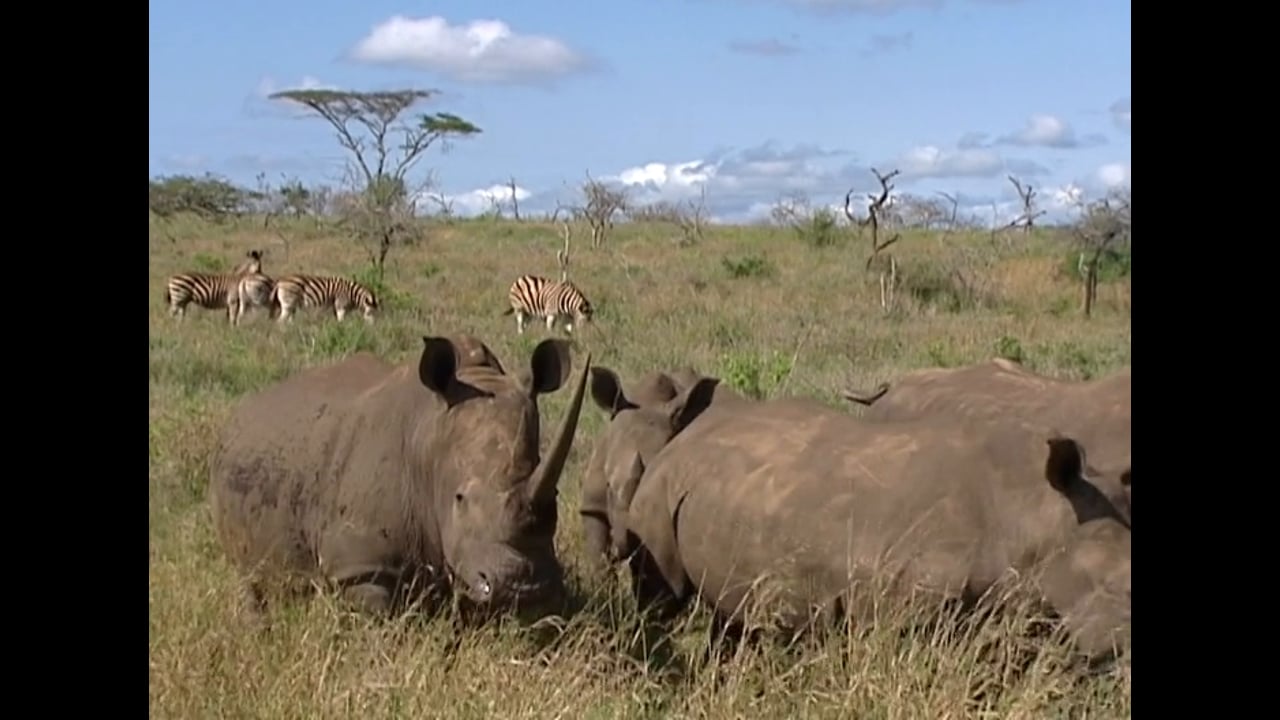 South Africa 2009 - South Africa's Wildlife Diversity
