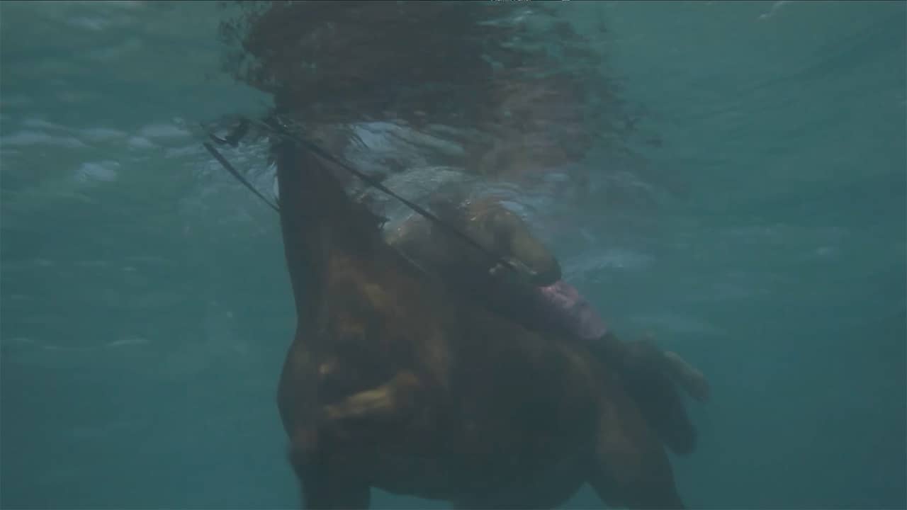 Sea Horses (Half Moon Bay, Jamaica) on Vimeo