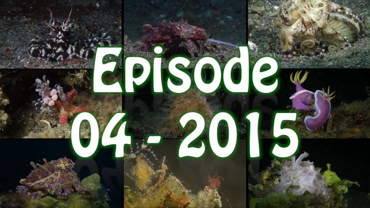 Critters of the Lembeh Strait | Episode 04 - 2015 | March of the Nudis Part 2