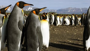 Natural History Showreel - Southern Ocean