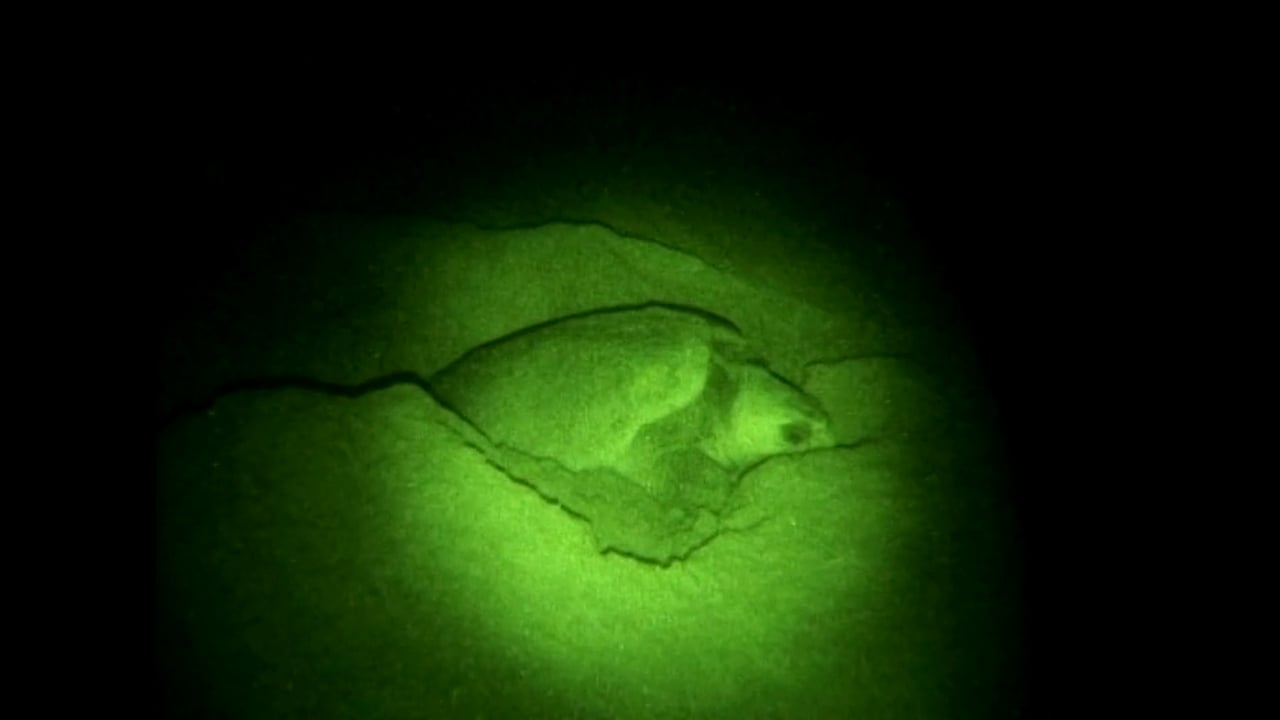 South Africa 2009 - Saving the Turtels