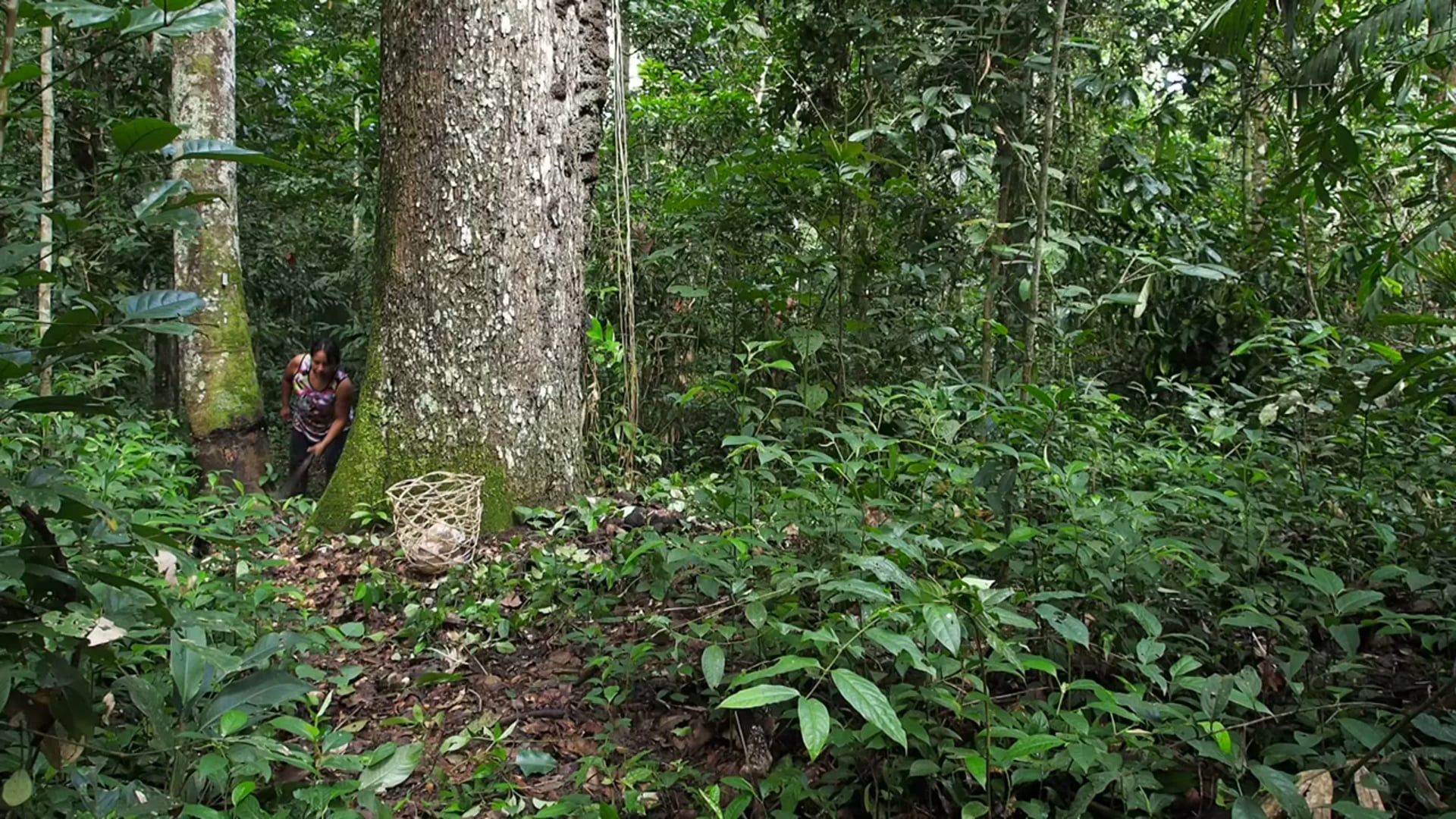 La Castañera - The Brazil Nut Gatherer