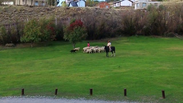 Sheep Herding Demonstration, Hotel Kau Yatun