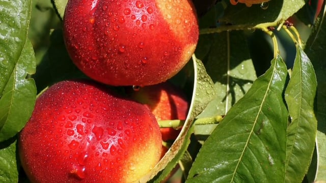 Nectarine 'Nectarella' tree