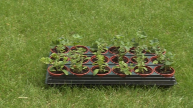 Shuttle Trays Montarge