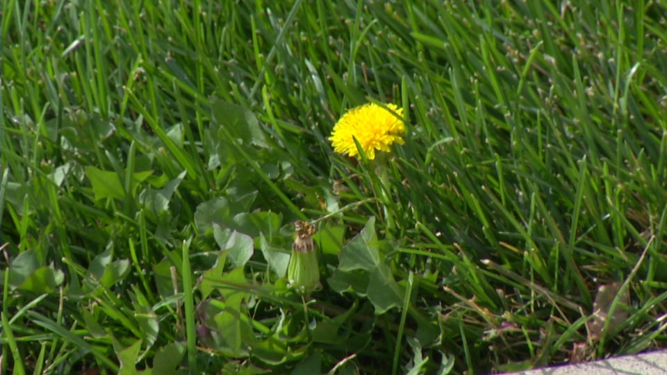 Tips from Toby – Spring Weed Control