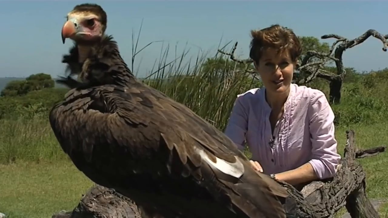South Africa 2010 - Vulture Potion