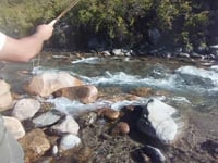 Freshwater video of Rainbow trout uploaded by Nahuel Moreno