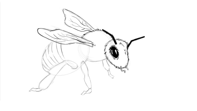 killer bee insect drawing