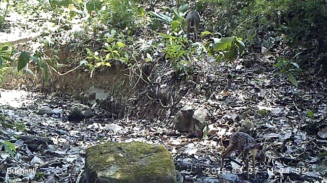 White-tailed deer and fawn