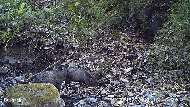 Collared peccaries